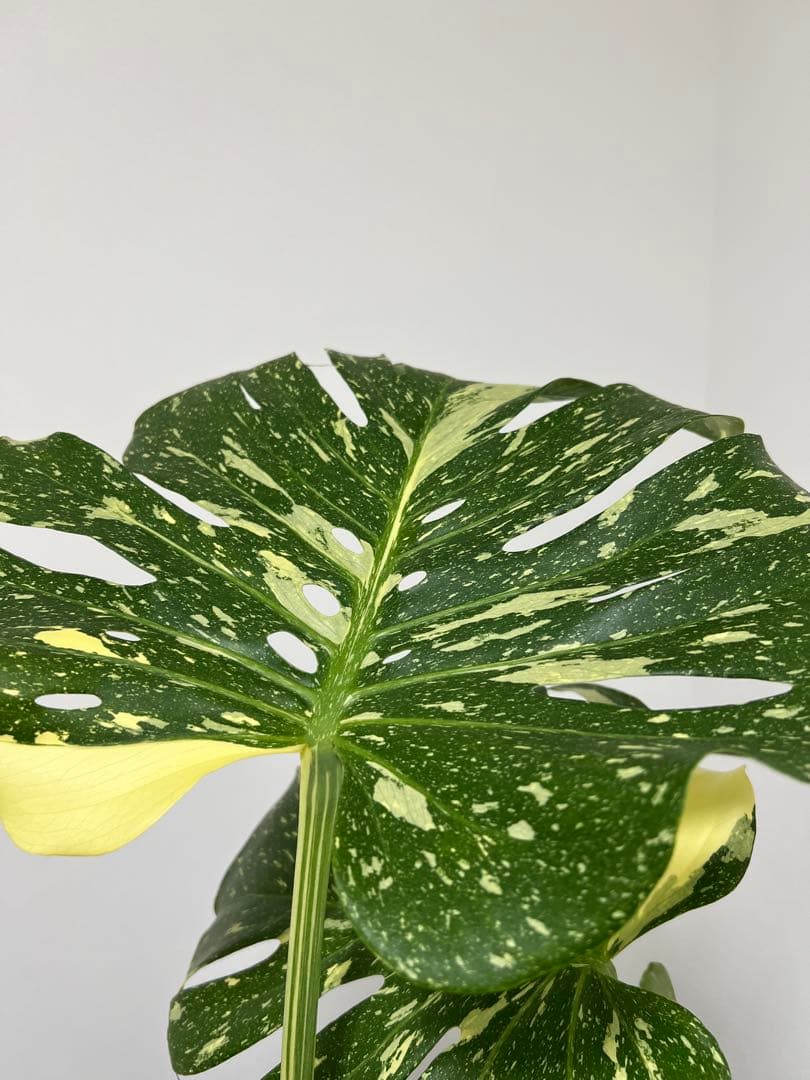 モンステラ　タイコンストレーション選抜株