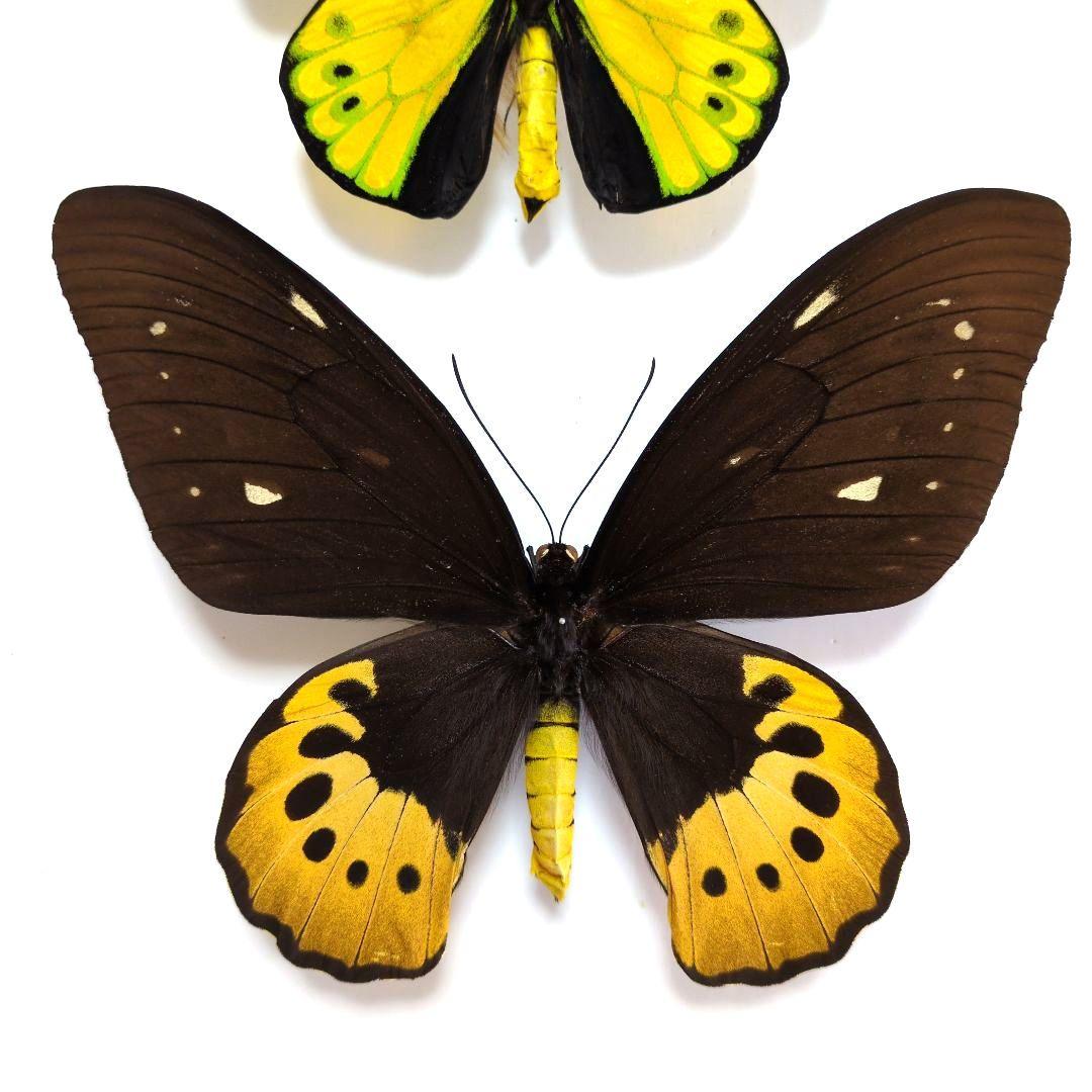 蝶標本　ゴライアストリバネアゲハ　ペア