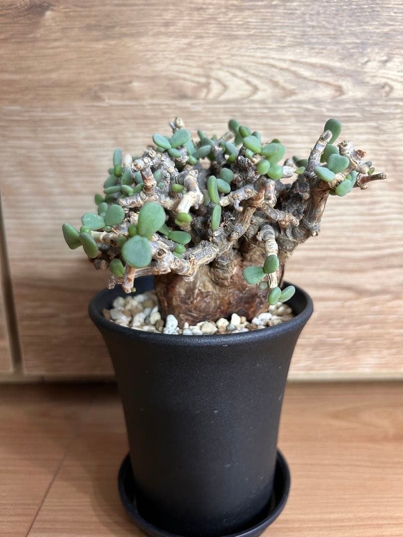 ケラリア・ピグマエア（現地株、発根済み）