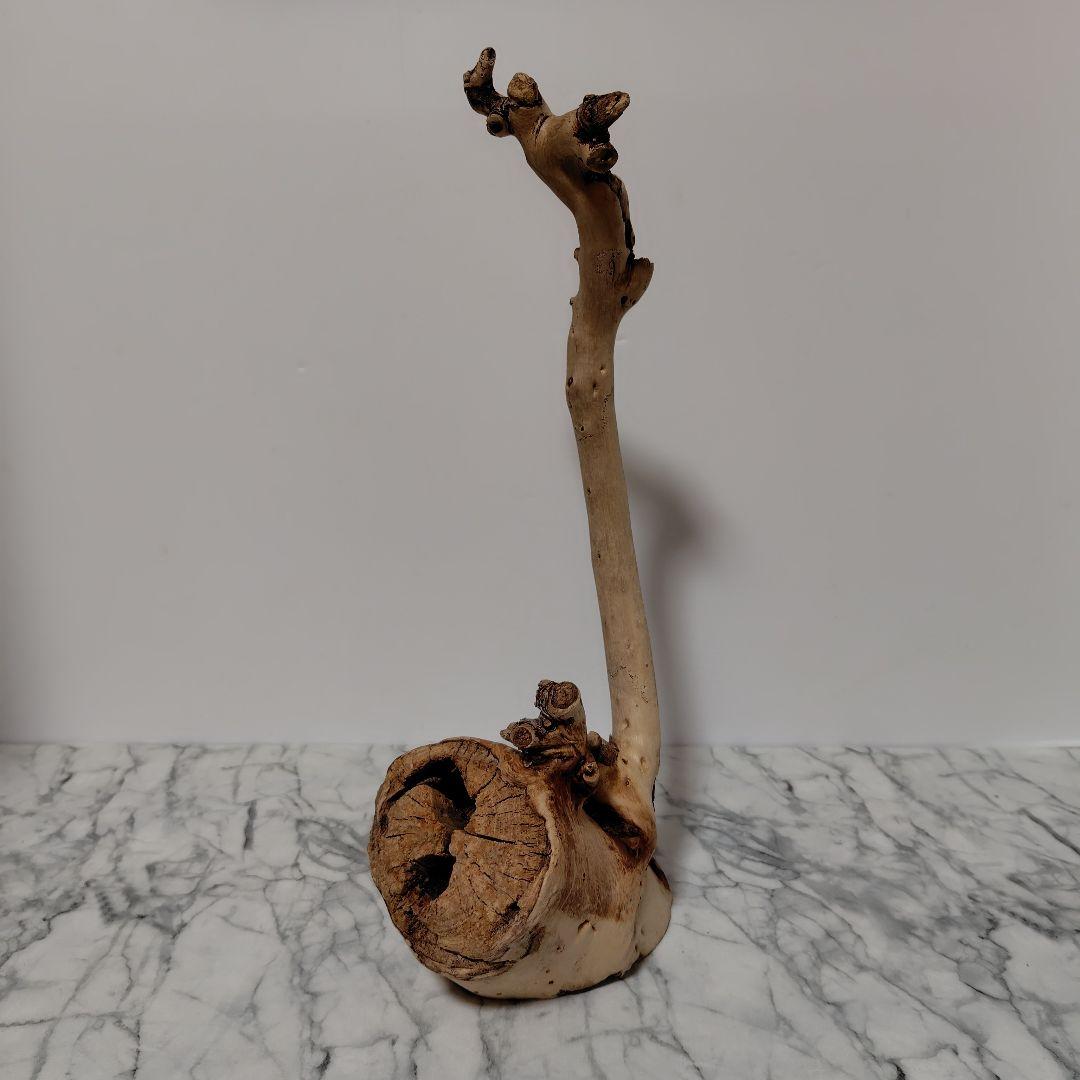 アク抜き済み流木【814】セール