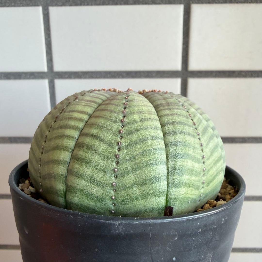 パ*ル様 ① ユーフォルビア オベサ 実生選抜 大株 ライムグリーン