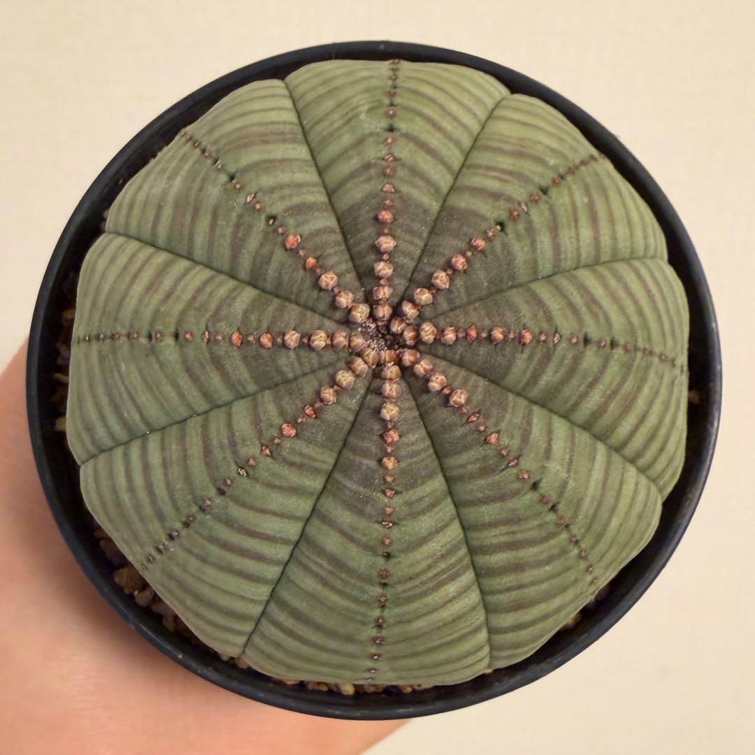 パ*ル様 ① ユーフォルビア オベサ 実生選抜 大株 ライムグリーン