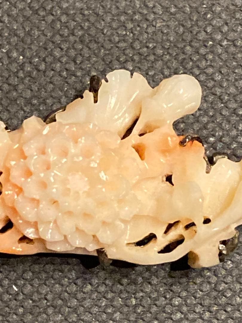 【激レア】本珊瑚　帯留　希少