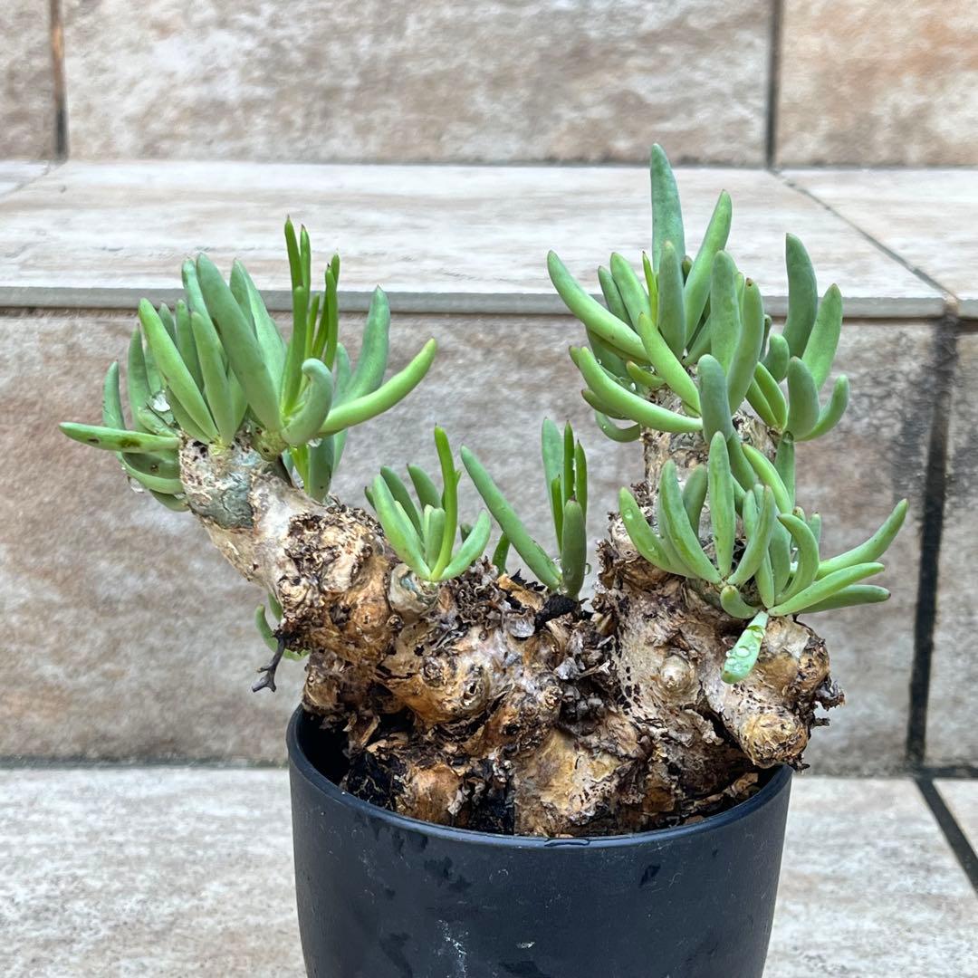 チレコドン　レティキュラータス　No.002　鉢、送料込　メルカリ便