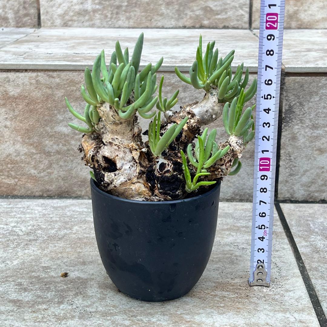 チレコドン　レティキュラータス　No.002　鉢、送料込　メルカリ便