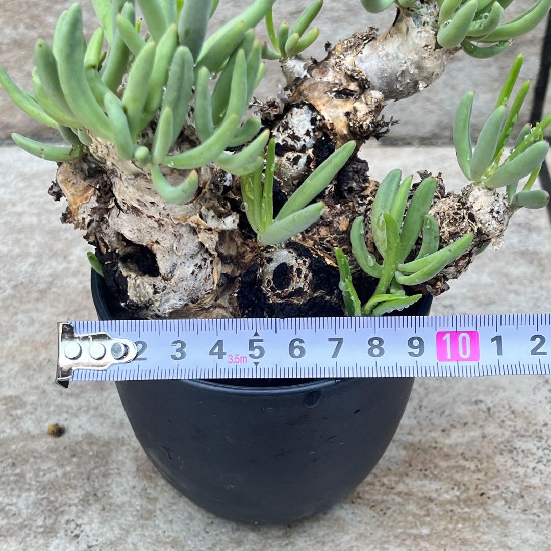 チレコドン　レティキュラータス　No.002　鉢、送料込　メルカリ便