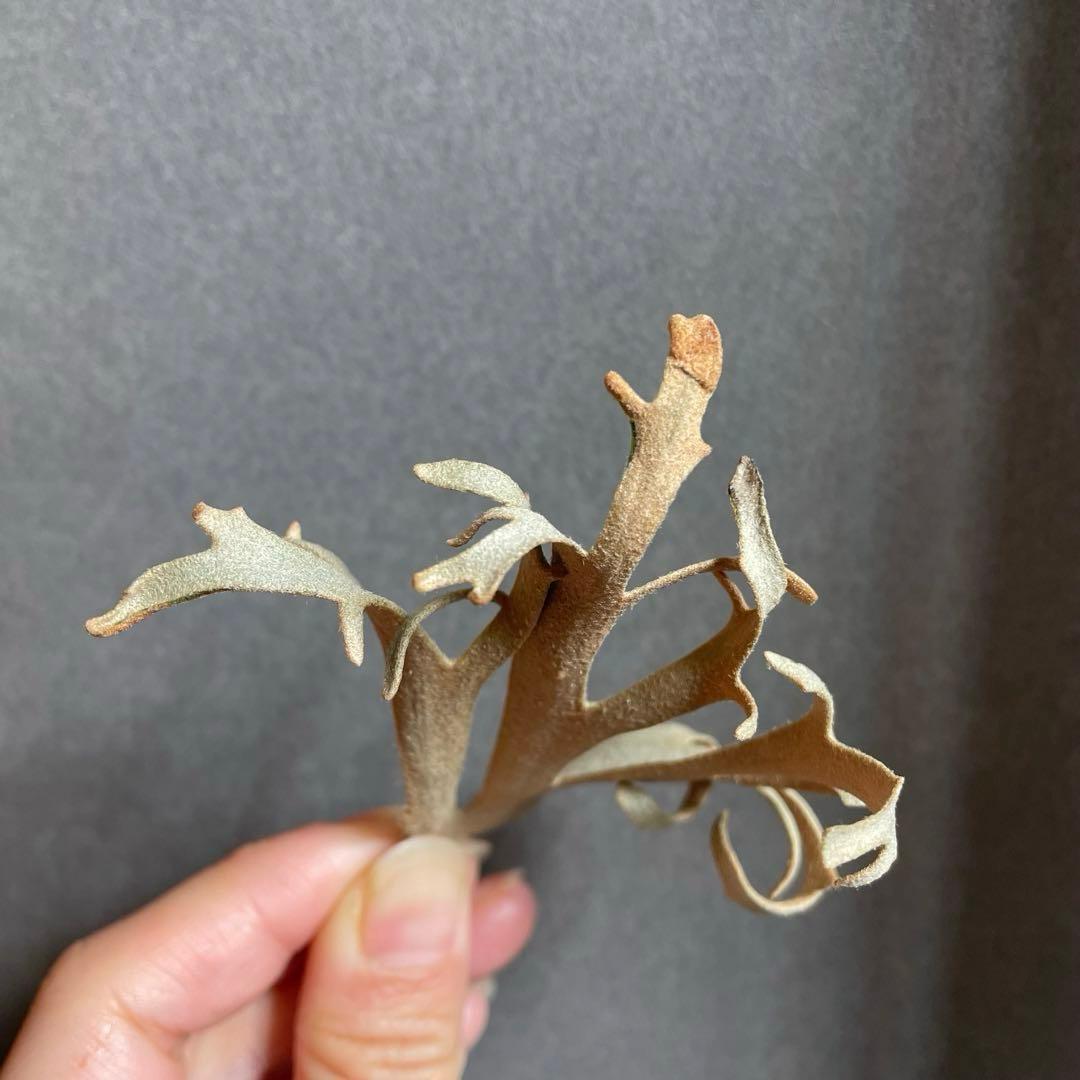 ③ yellow moon dwarf sporeling 胞子 ビカクシダ