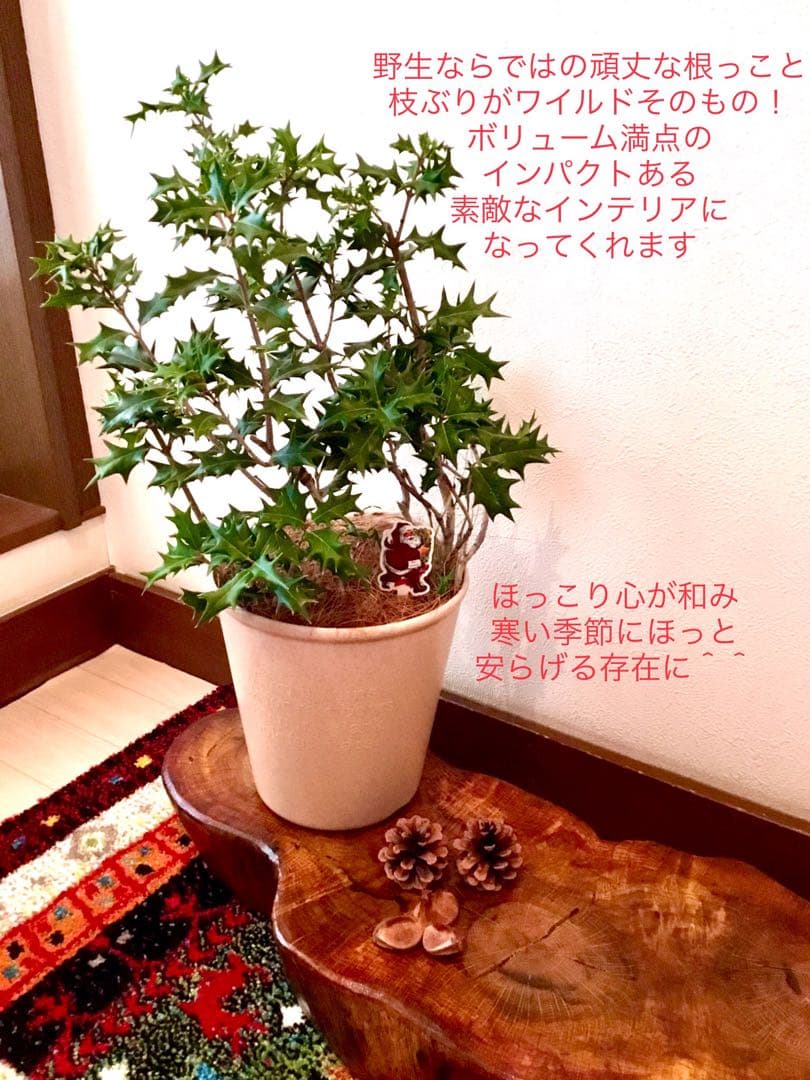 完売　　　天然野生とっても大きな柊さん【ひいらぎ＊クリスマスツリー】クリスマス