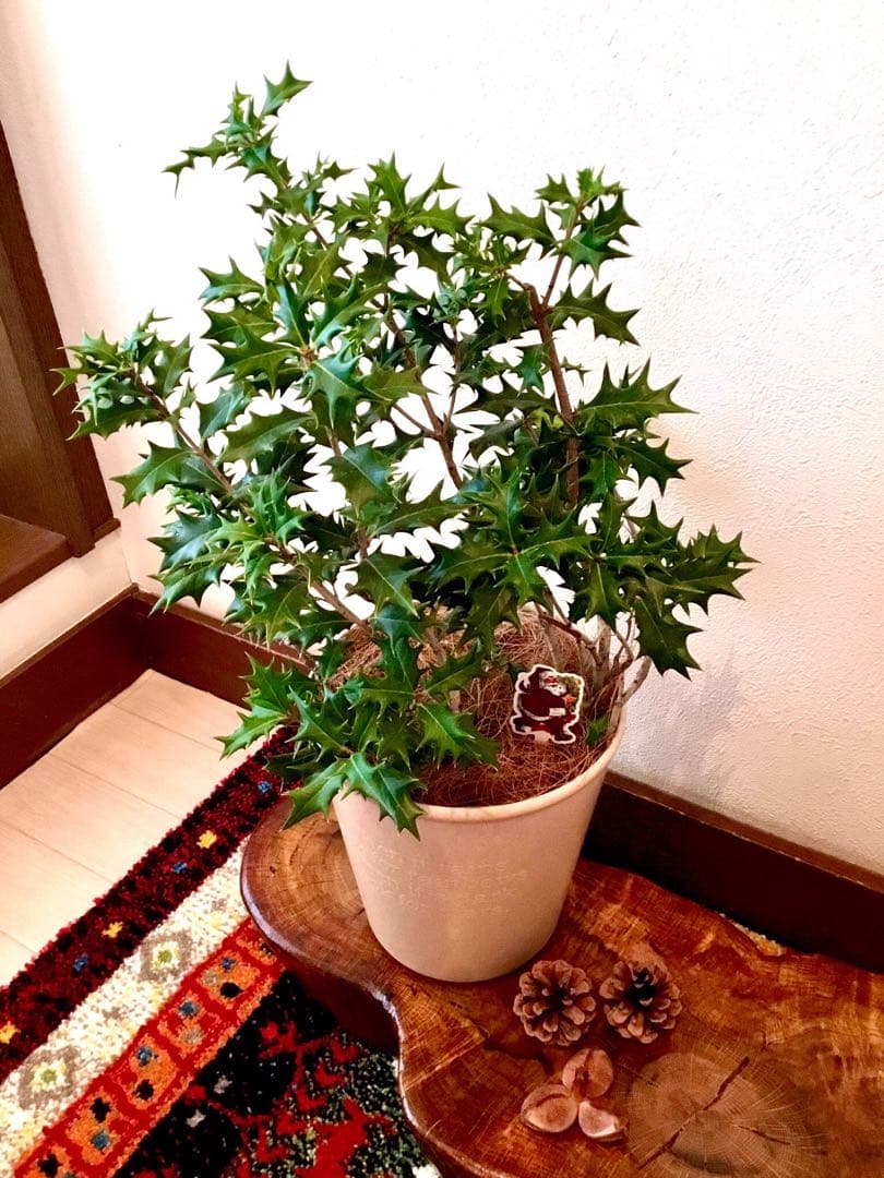 完売　　　天然野生とっても大きな柊さん【ひいらぎ＊クリスマスツリー】クリスマス