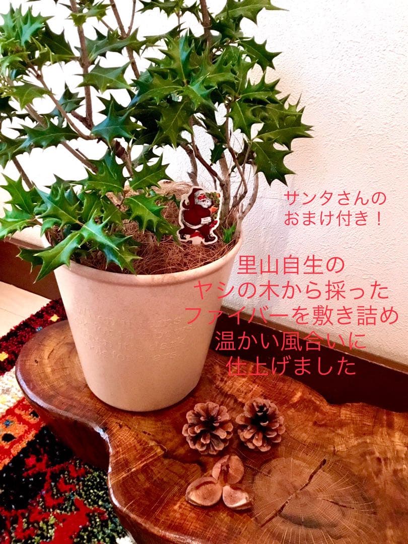 完売　　　天然野生とっても大きな柊さん【ひいらぎ＊クリスマスツリー】クリスマス