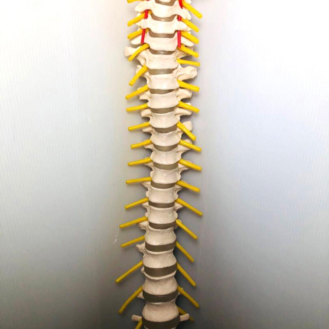 人体模型 骨格模型 脊柱模型 骨 人体骨格模型 脊椎骨盤模型　台座無し