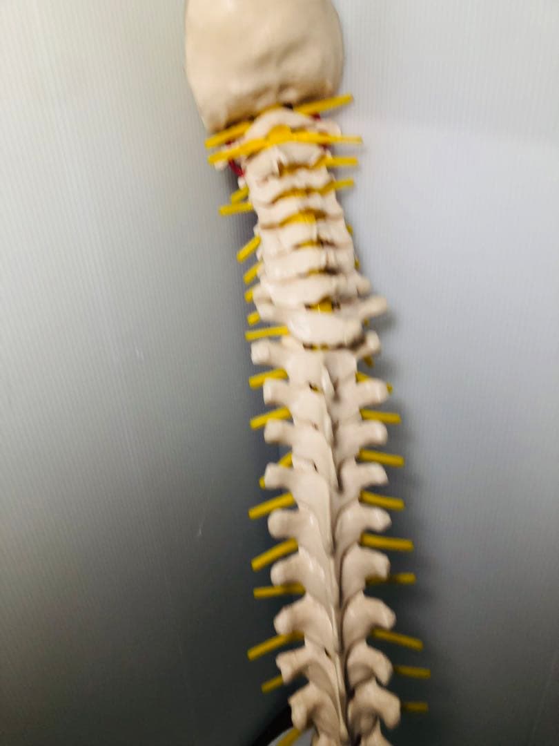 人体模型 骨格模型 脊柱模型 骨 人体骨格模型 脊椎骨盤模型　台座無し