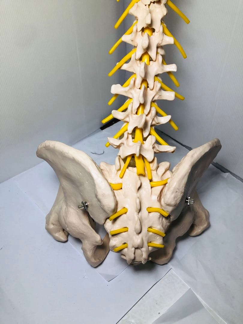 人体模型 骨格模型 脊柱模型 骨 人体骨格模型 脊椎骨盤模型　台座無し