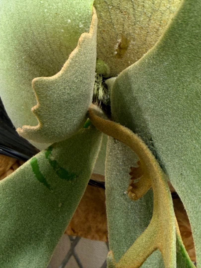 Willinckii Jade Girl ジェイドガール　バンダカ　コモレビ