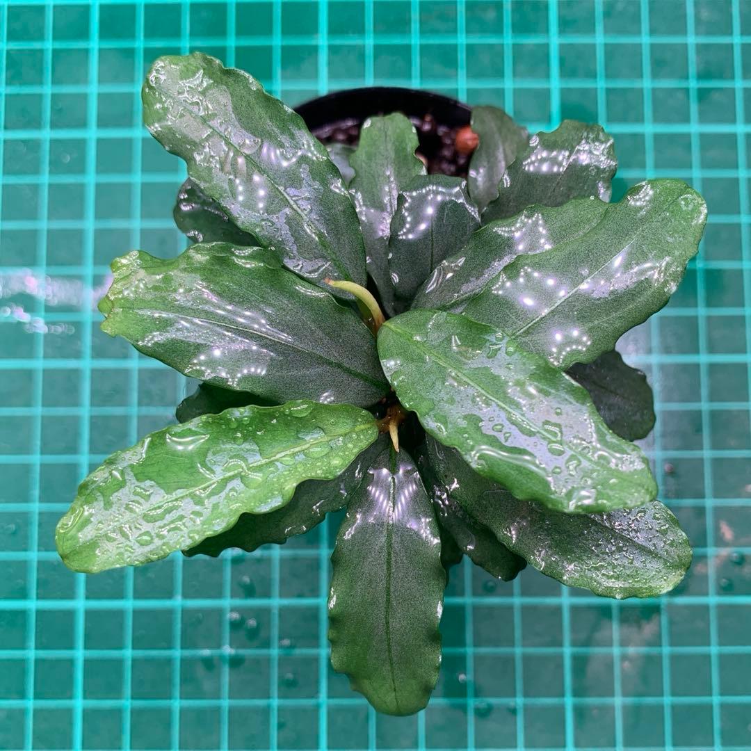 Bucephalandra sp. Aurora KN便