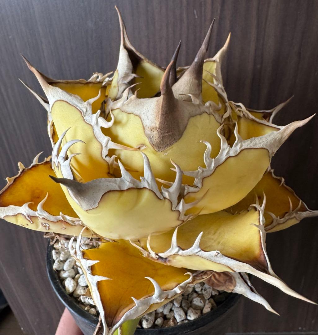 アガベ　オテロイ　特殊葉色選抜実生　親株育成株　子株二株付き　検　シーザー