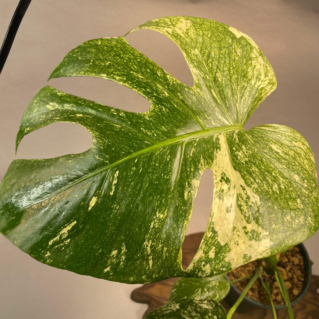 G*l様 L014ホワイトモンスター 天津蘭 モンステラ斑入り