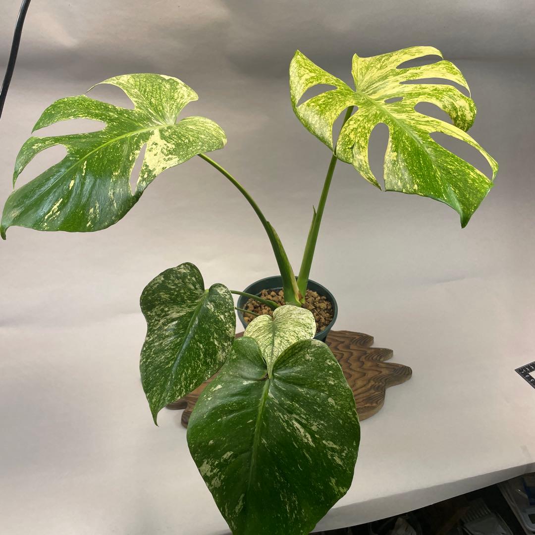 G*l様 L014ホワイトモンスター 天津蘭 モンステラ斑入り