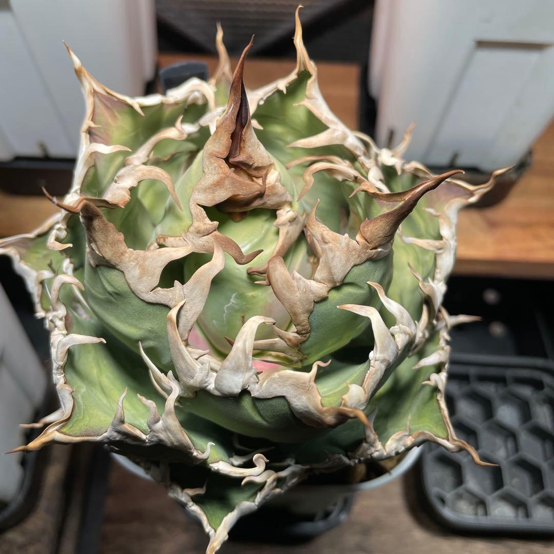 アガベ チタノタ シーザー lize産