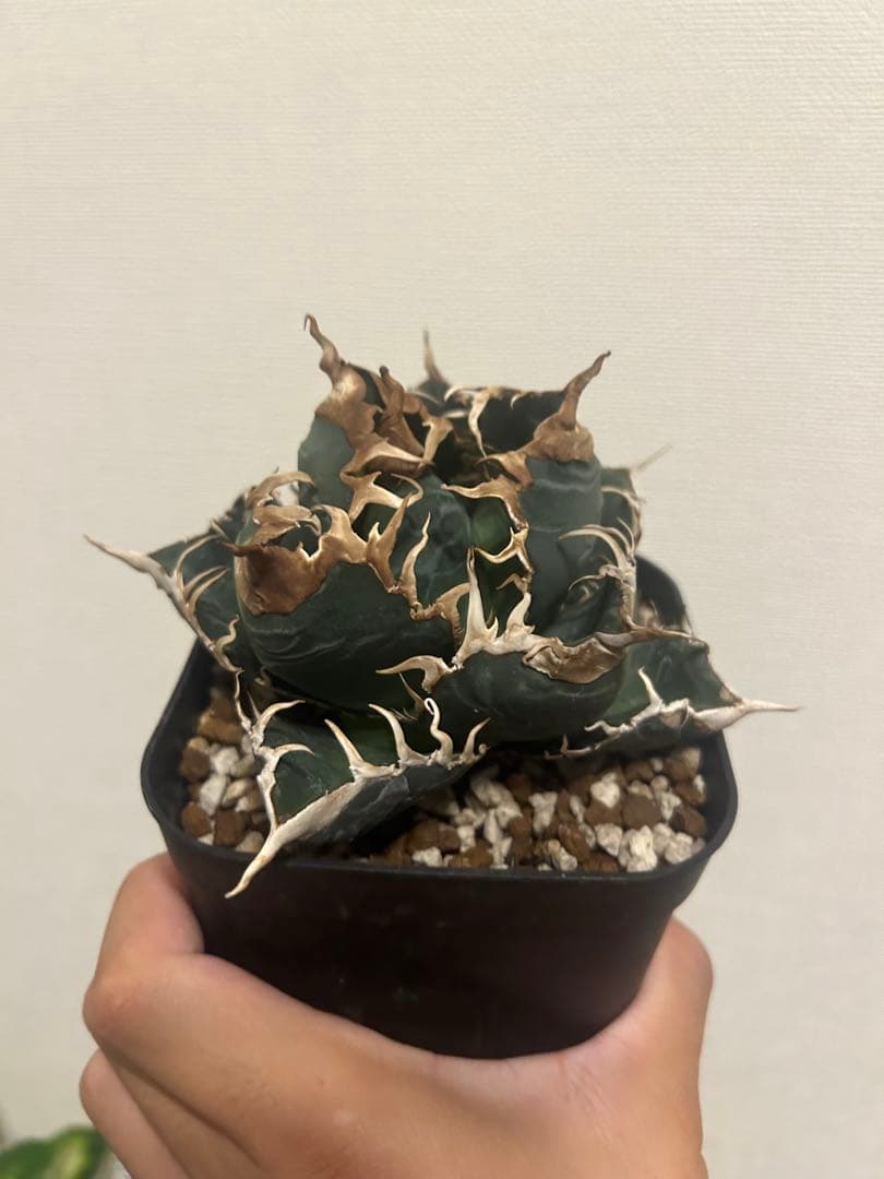 アガベ　チタノタ　悪魔　OC