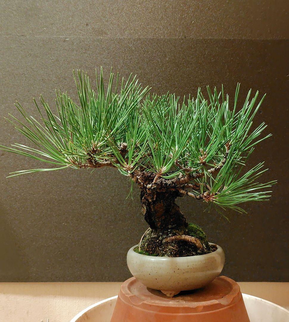 黒松盆栽！