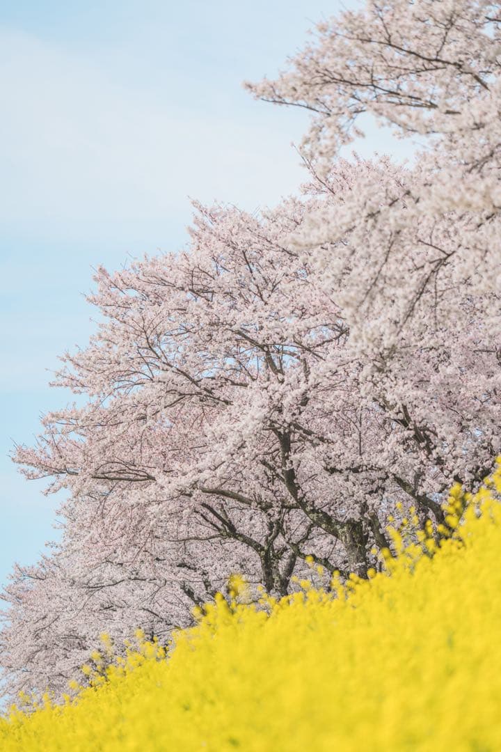 Sony α7RV SIGMA35mm 135mm バッテリーグリップ