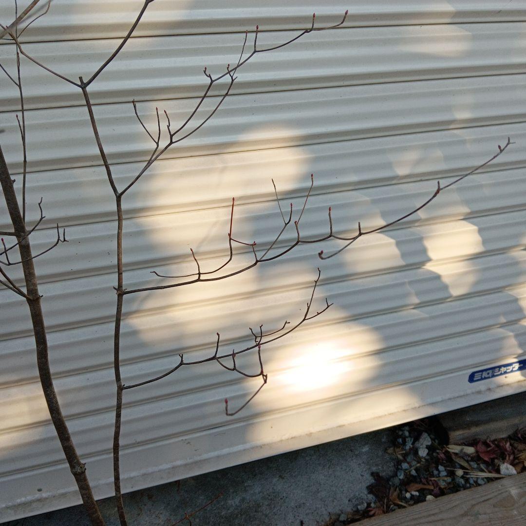 アブラツツジ　山採り　山ドウダンツツジ　双幹立ち