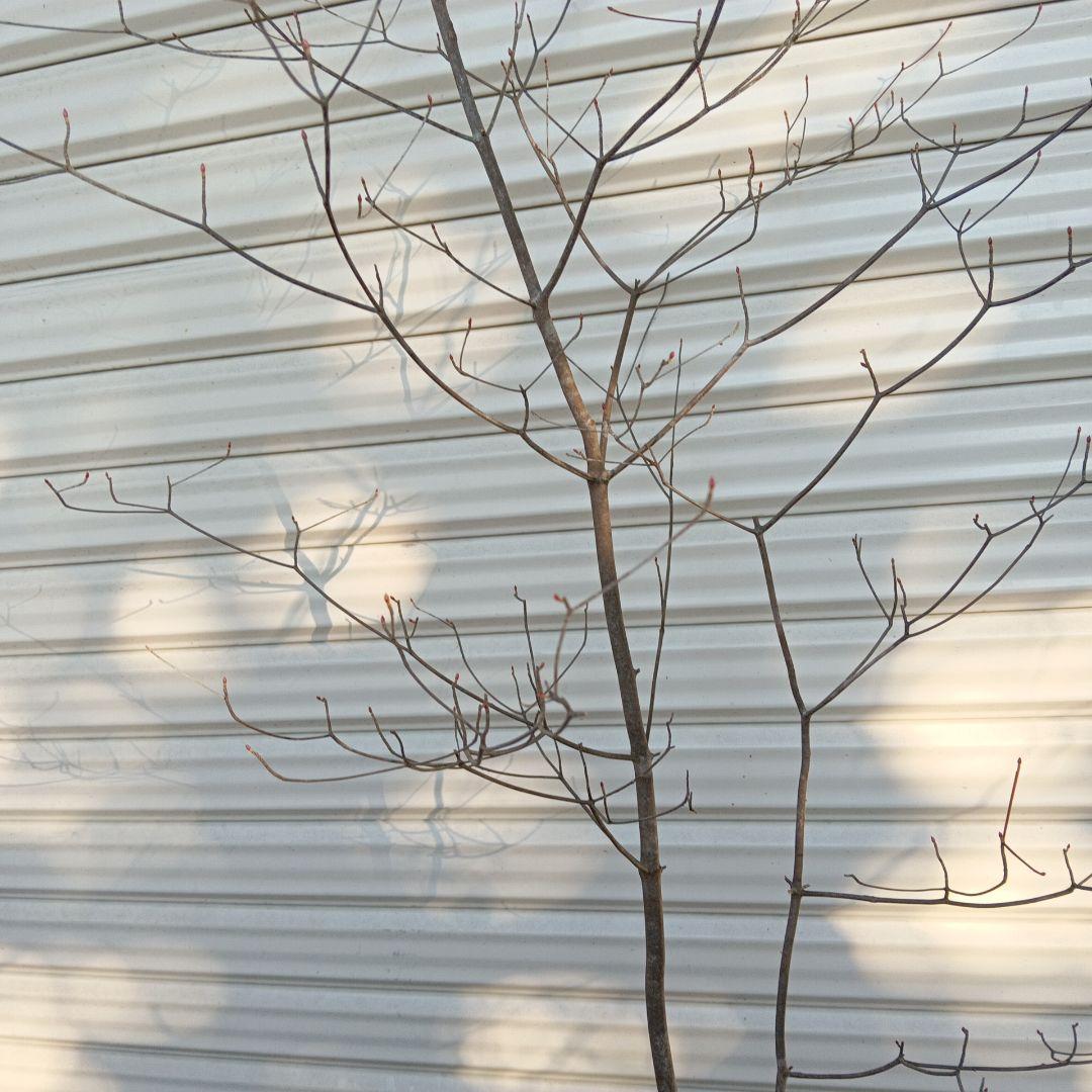 アブラツツジ　山採り　山ドウダンツツジ　双幹立ち