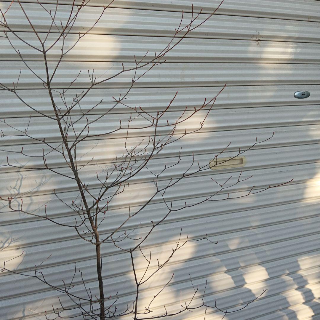 アブラツツジ　山採り　山ドウダンツツジ　双幹立ち