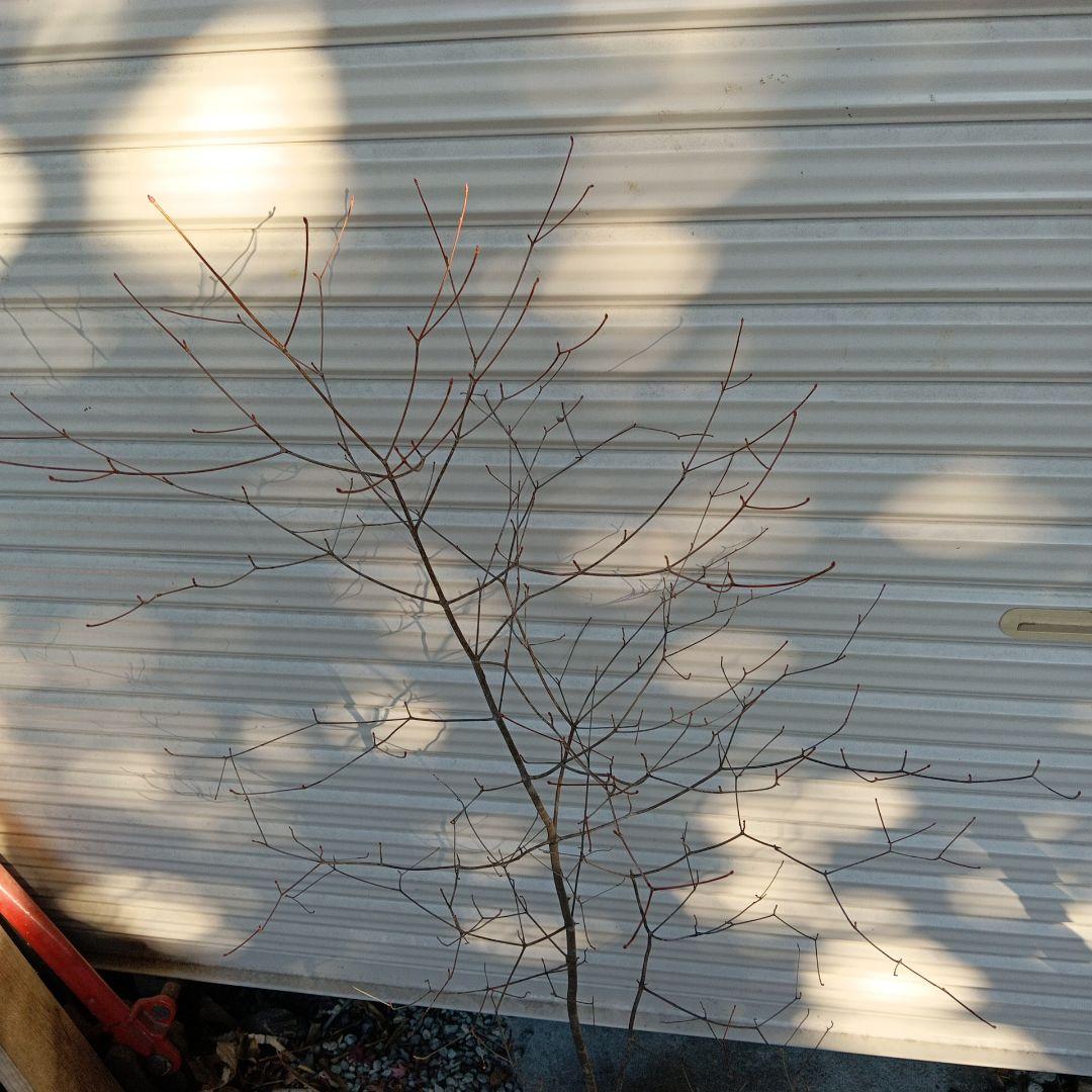 アブラツツジ　山採り　山ドウダンツツジ　双幹立ち