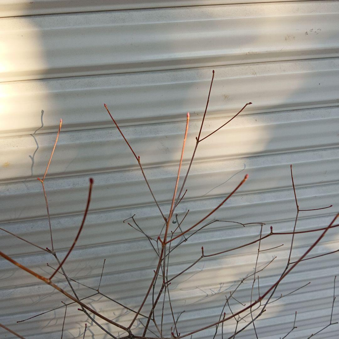 アブラツツジ　山採り　山ドウダンツツジ　双幹立ち