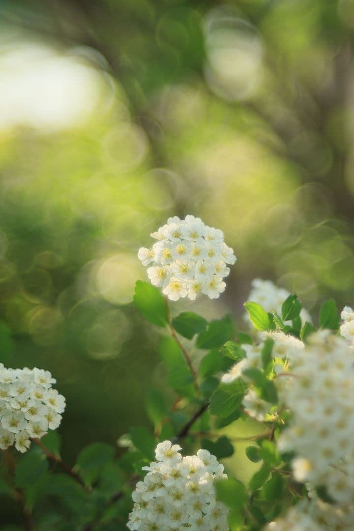 FUJINON 55mm F2.2 【美品】