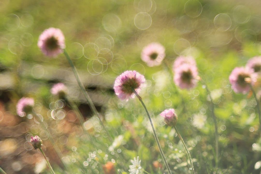 FUJINON 55mm F2.2 【美品】