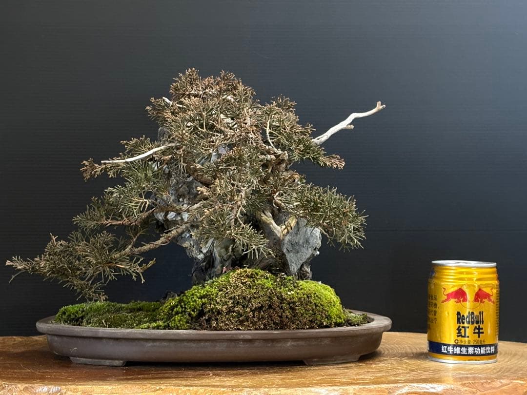 M*O様 [サービスオークション盆栽]真柏/石添え