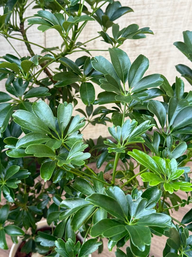 ☆ シェフレラ レナータ♪ 96cm ボリューム感◎