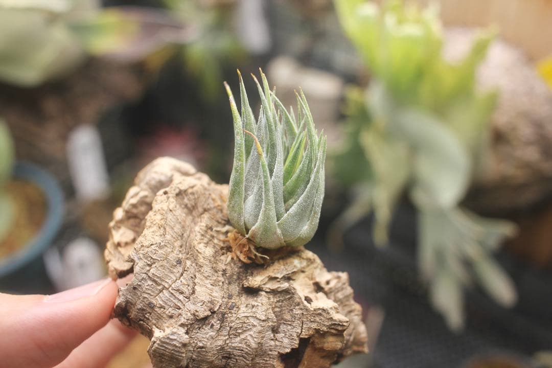 チランジア　カウツキー　Tillandsia Kautskyi