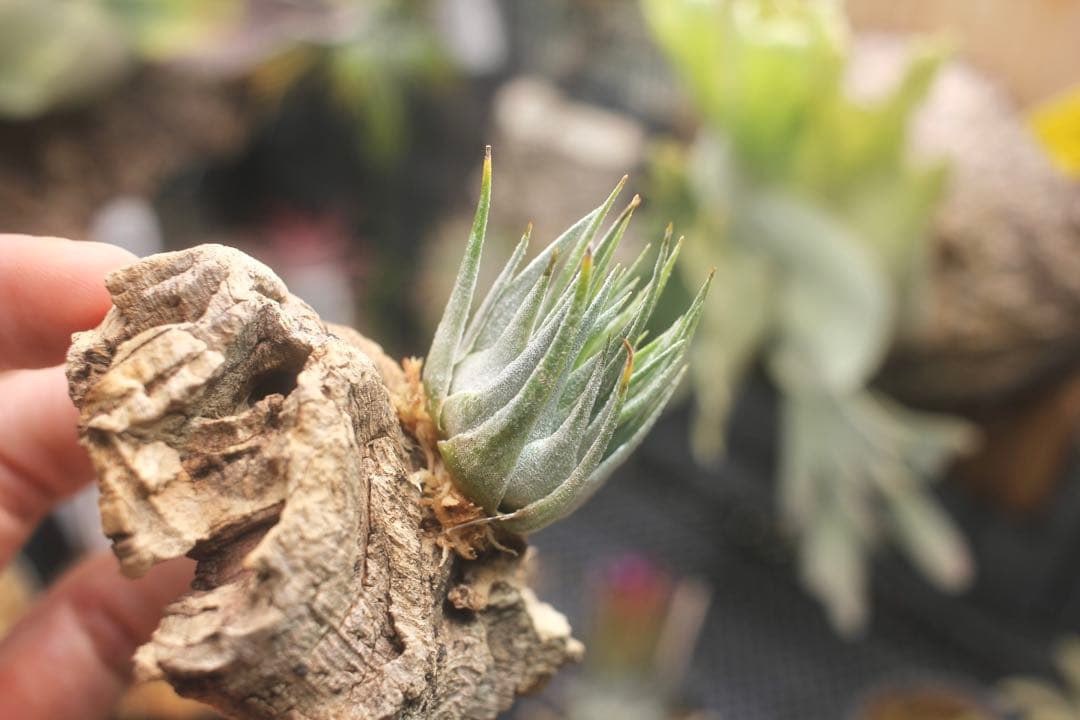 チランジア　カウツキー　Tillandsia Kautskyi