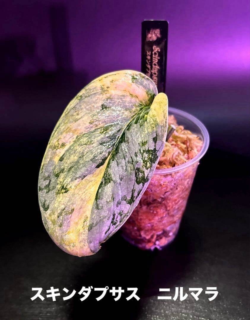 スキンダプサス　レア　セット　H3