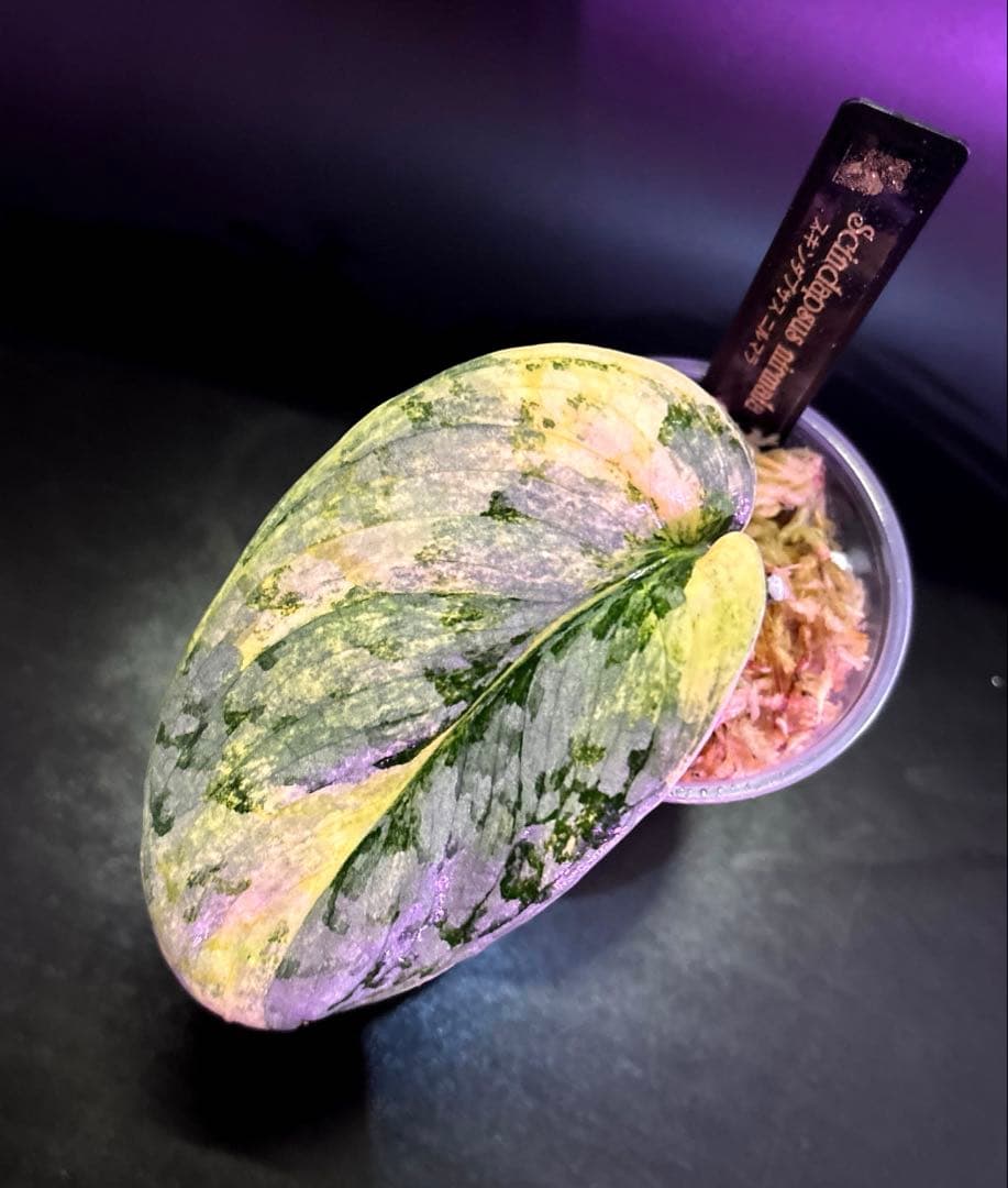 スキンダプサス　レア　セット　H3