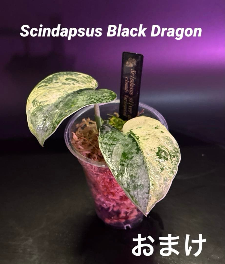 スキンダプサス　レア　セット　H3