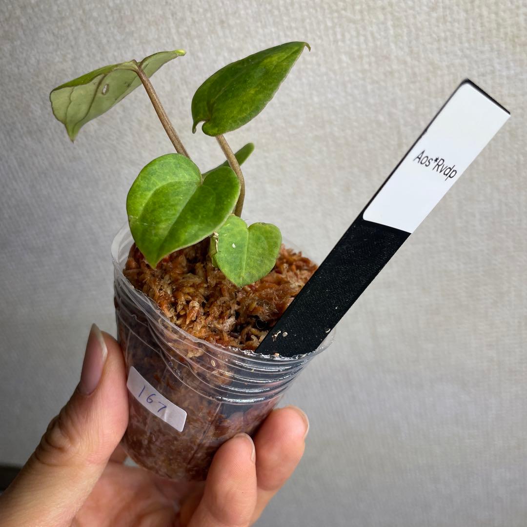 Anthurium AOS✖️RVDP斑入り