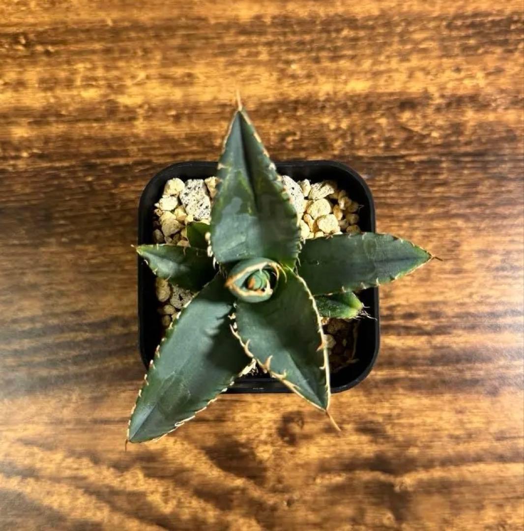 アガベ チタノタブルー