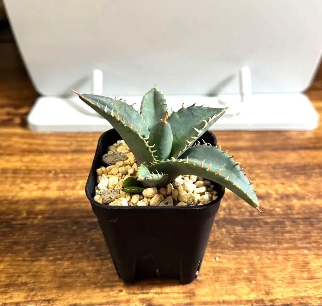 アガベ チタノタブルー