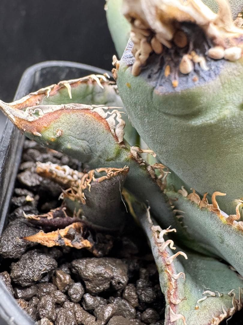 アガベ 金蟾 子株 良血統