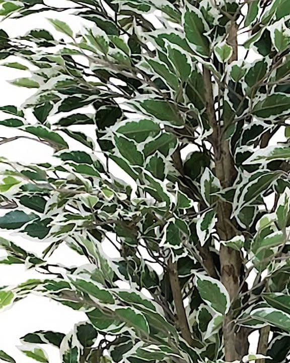 光触媒　人工観葉植物　ウォールグリーン　フェイクグリーン　ベンジャミンフィカスG