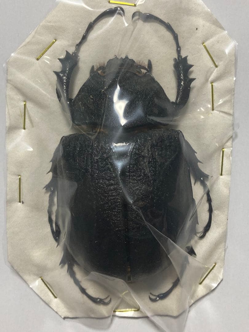 エクアドル産レックスゾウカブトペア標本