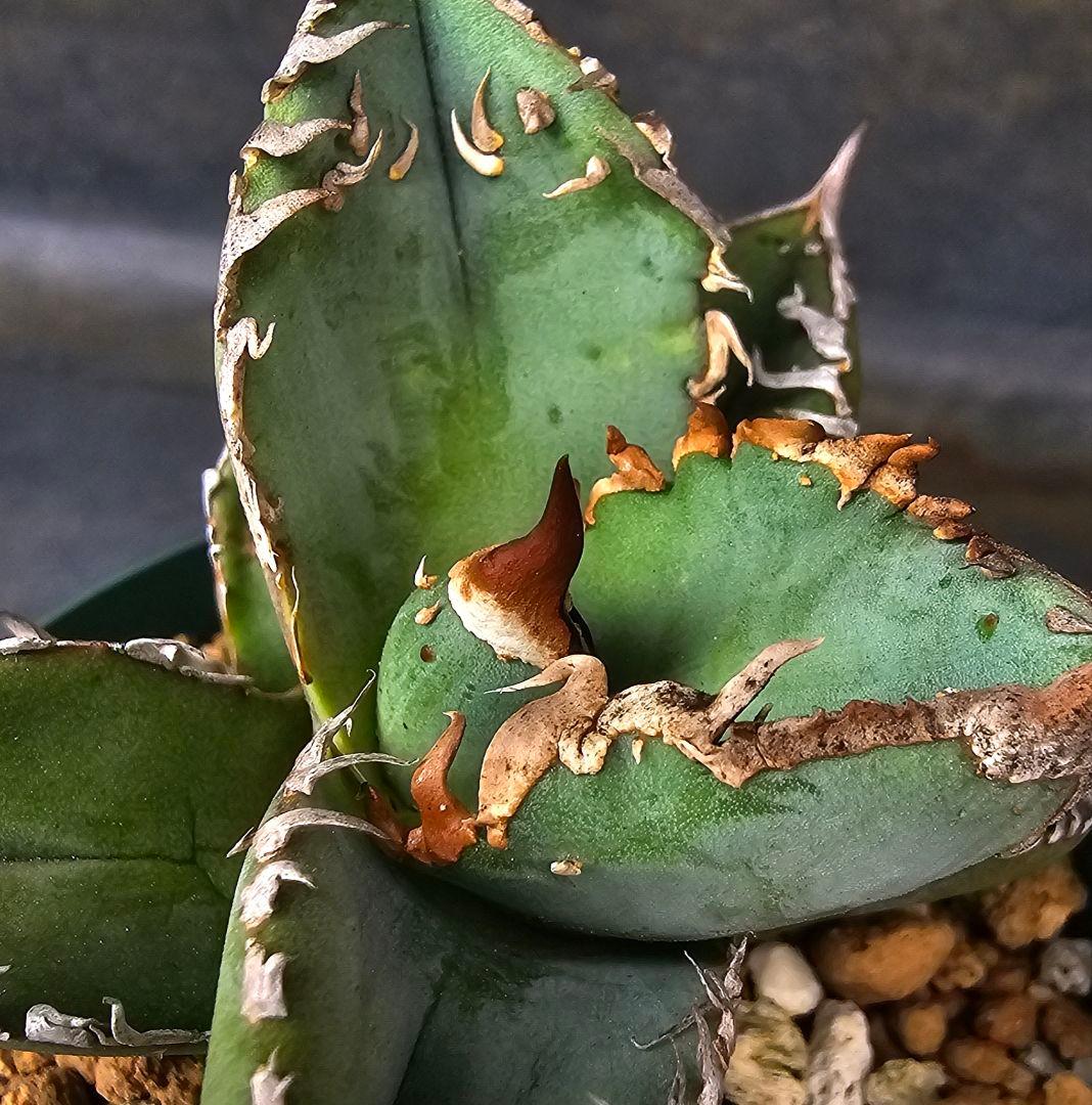 メルカリ便発送&ロウルサンコさんラベル付き☆アガベ ロック