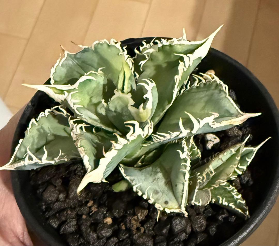 【鉢ごと発送】アガベ チタノタ 大白鯊 発根済み【独特な鋸歯・子株多数】