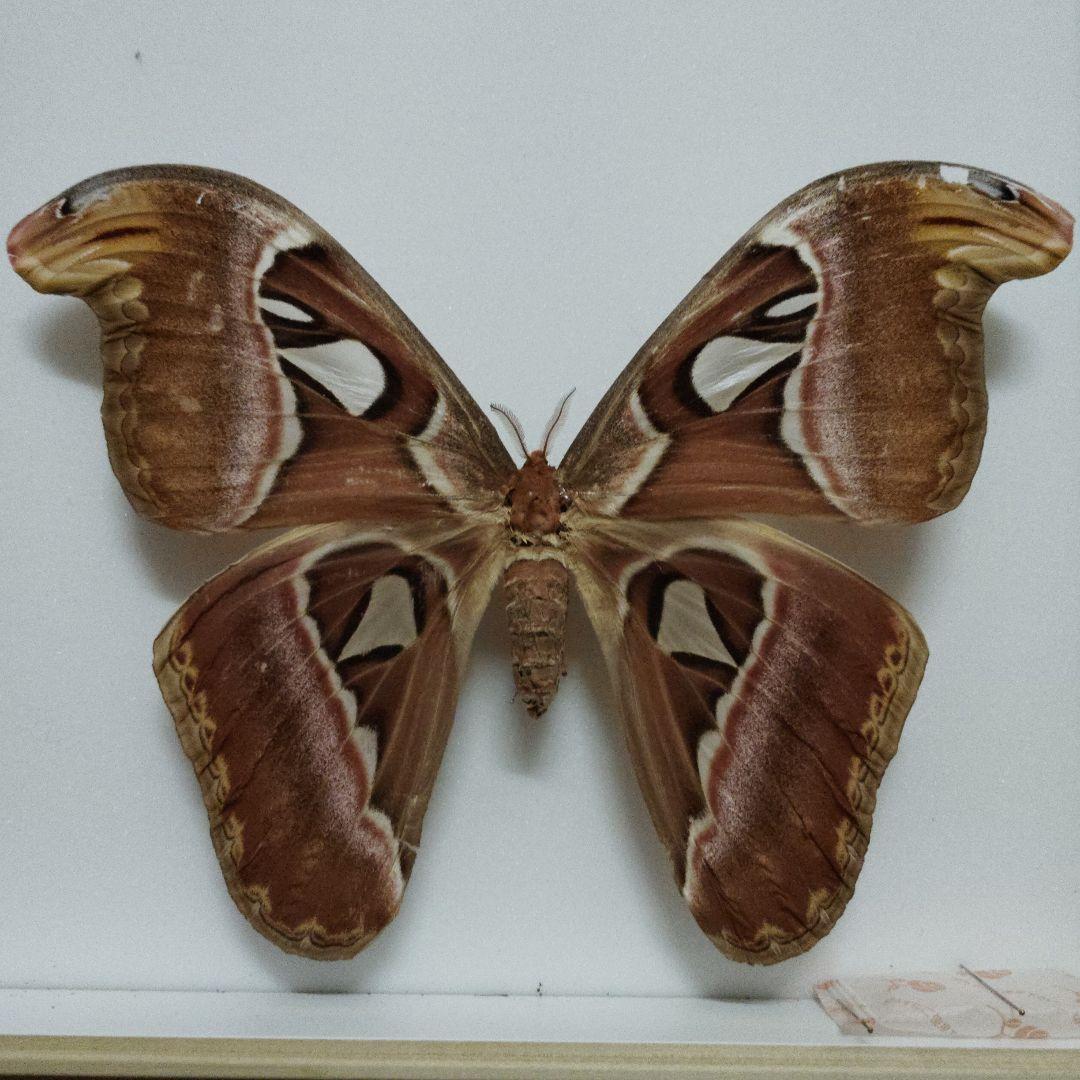 ヨナグニサン　横長タイプ　約23センチ！　蝶標本　蛾標本