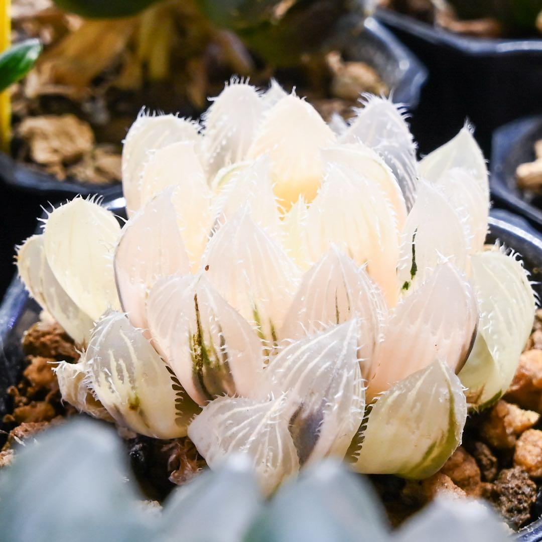 ち*わ様 ハオルチア 秋祭り錦 極上斑